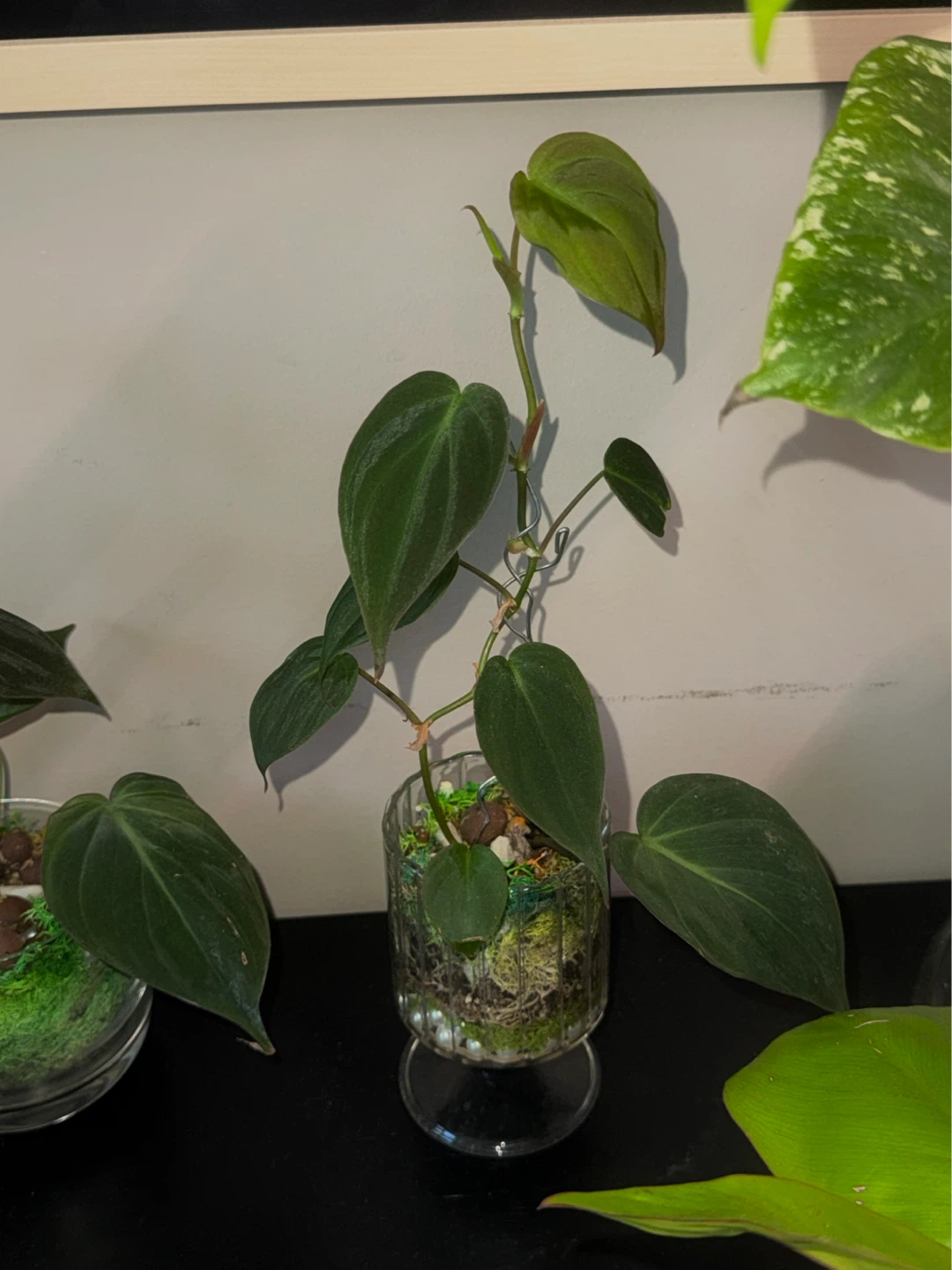 Philodendron Micans in Glass Pedestal glass - photo 2