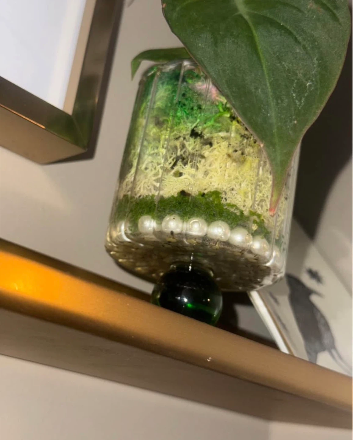Philodendron Micans in Glass Pedestal glass - photo 5