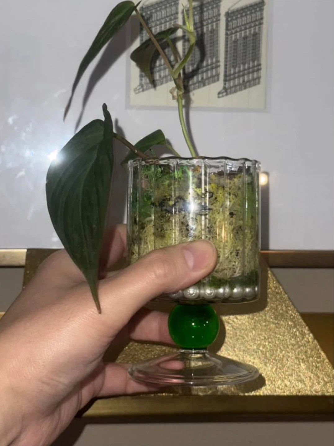 Philodendron Micans in Glass Pedestal glass - photo 3