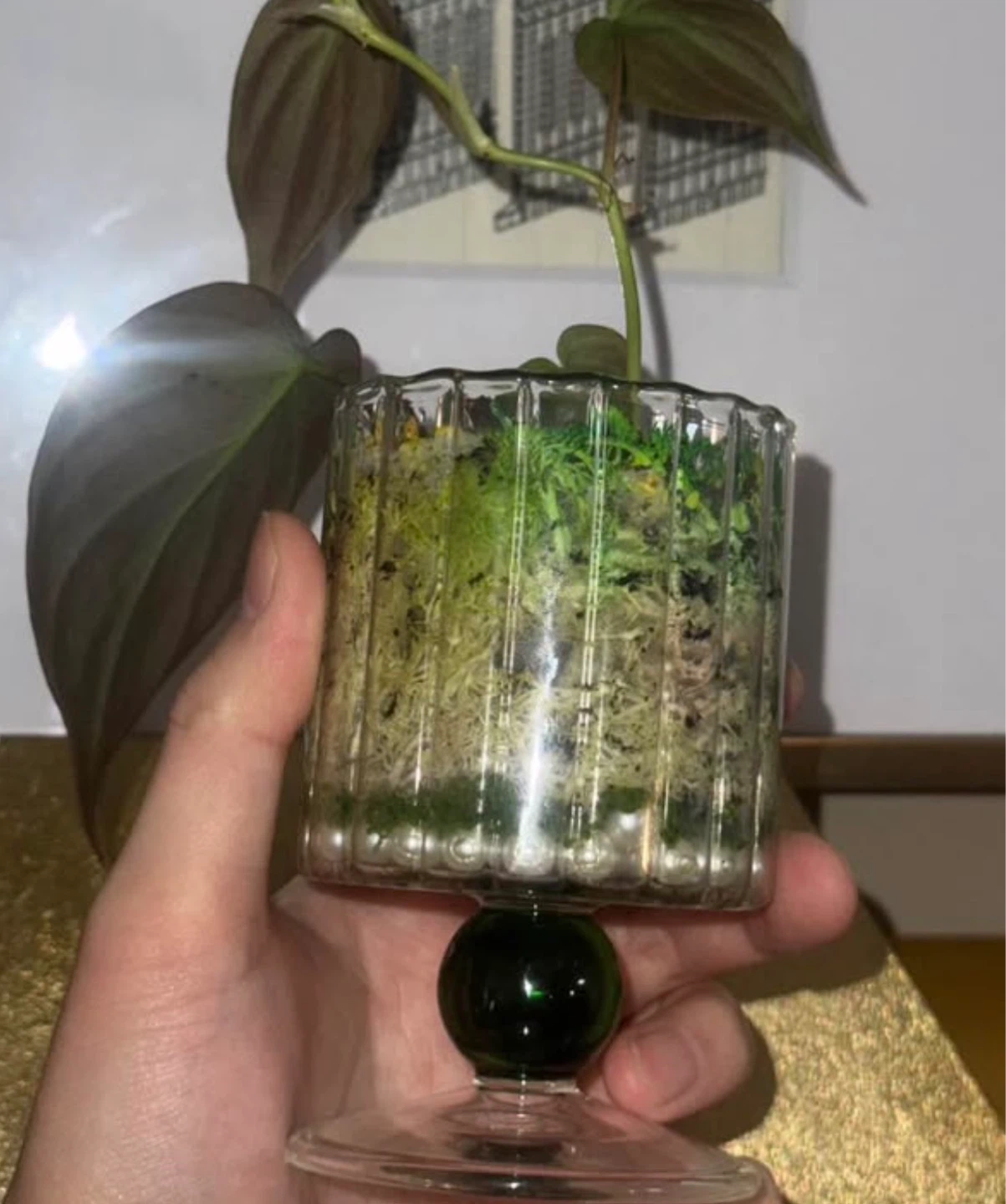 Philodendron Micans in Glass Pedestal glass - photo 4