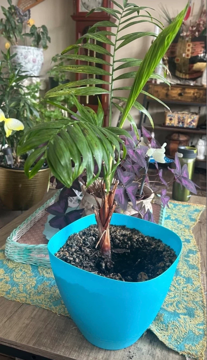 Parlor Palm Plant in Blue Pot