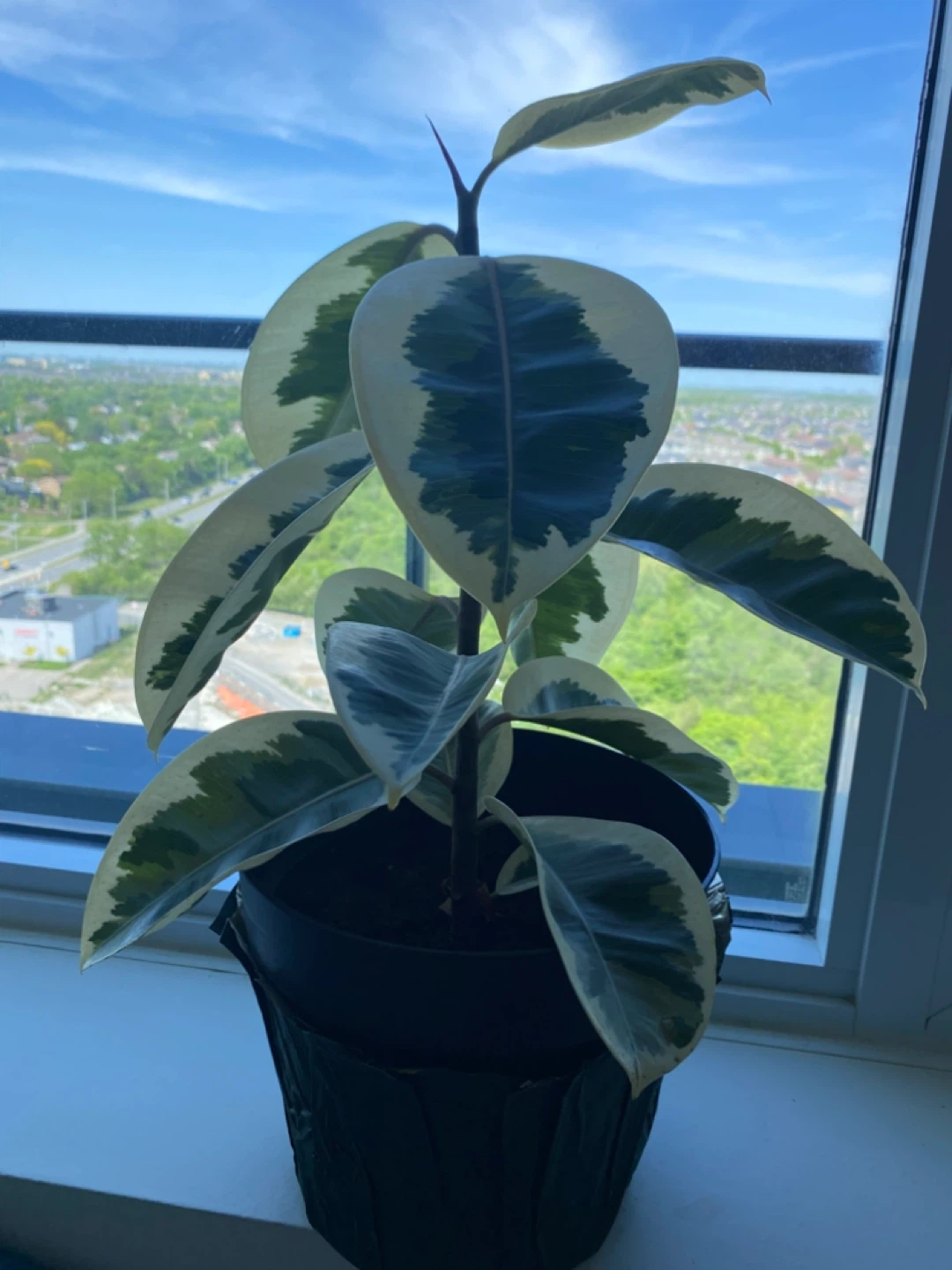 Variegated Rubber Plant