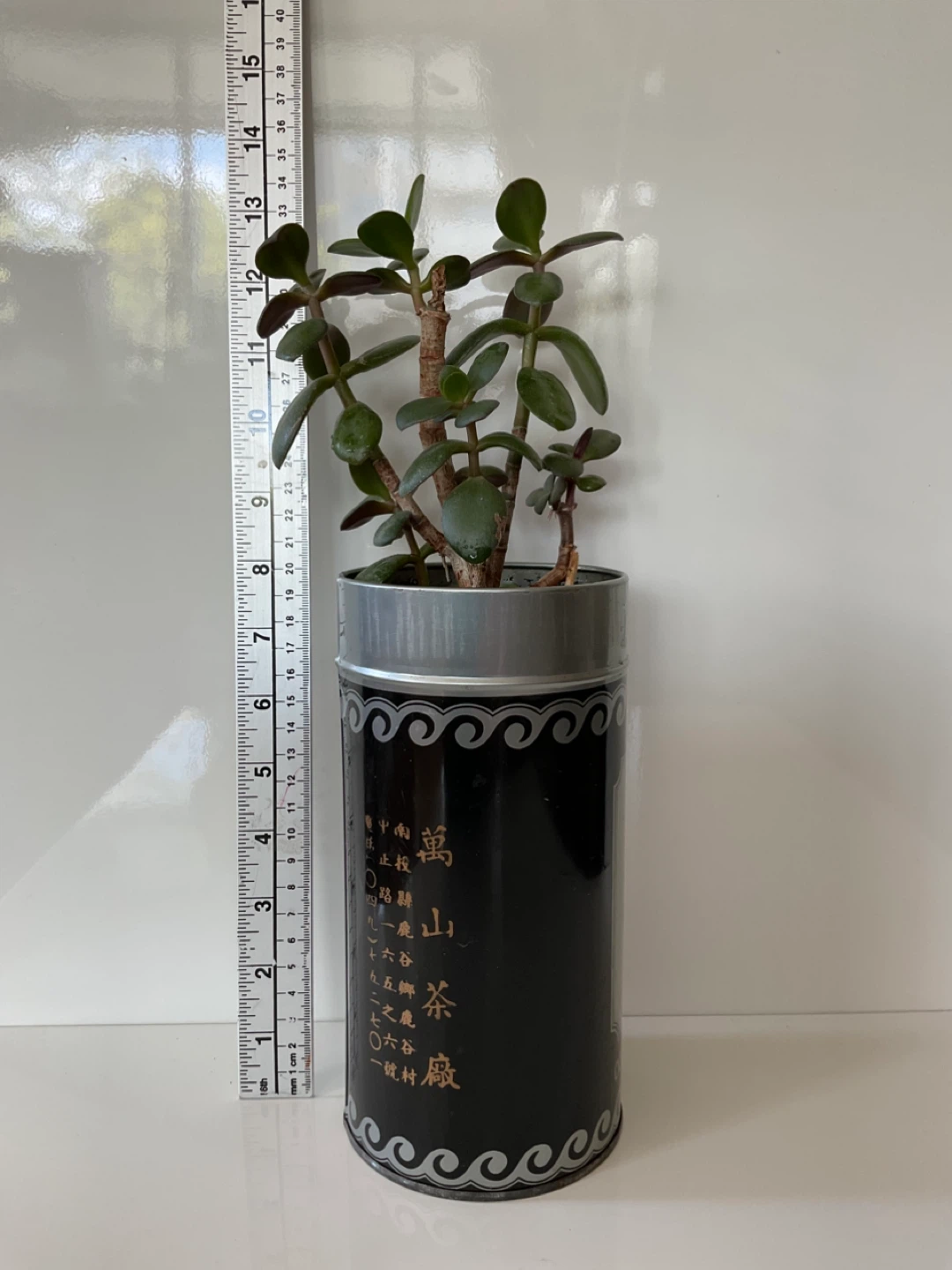 Jade Plant in Decorative Tin - photo 2