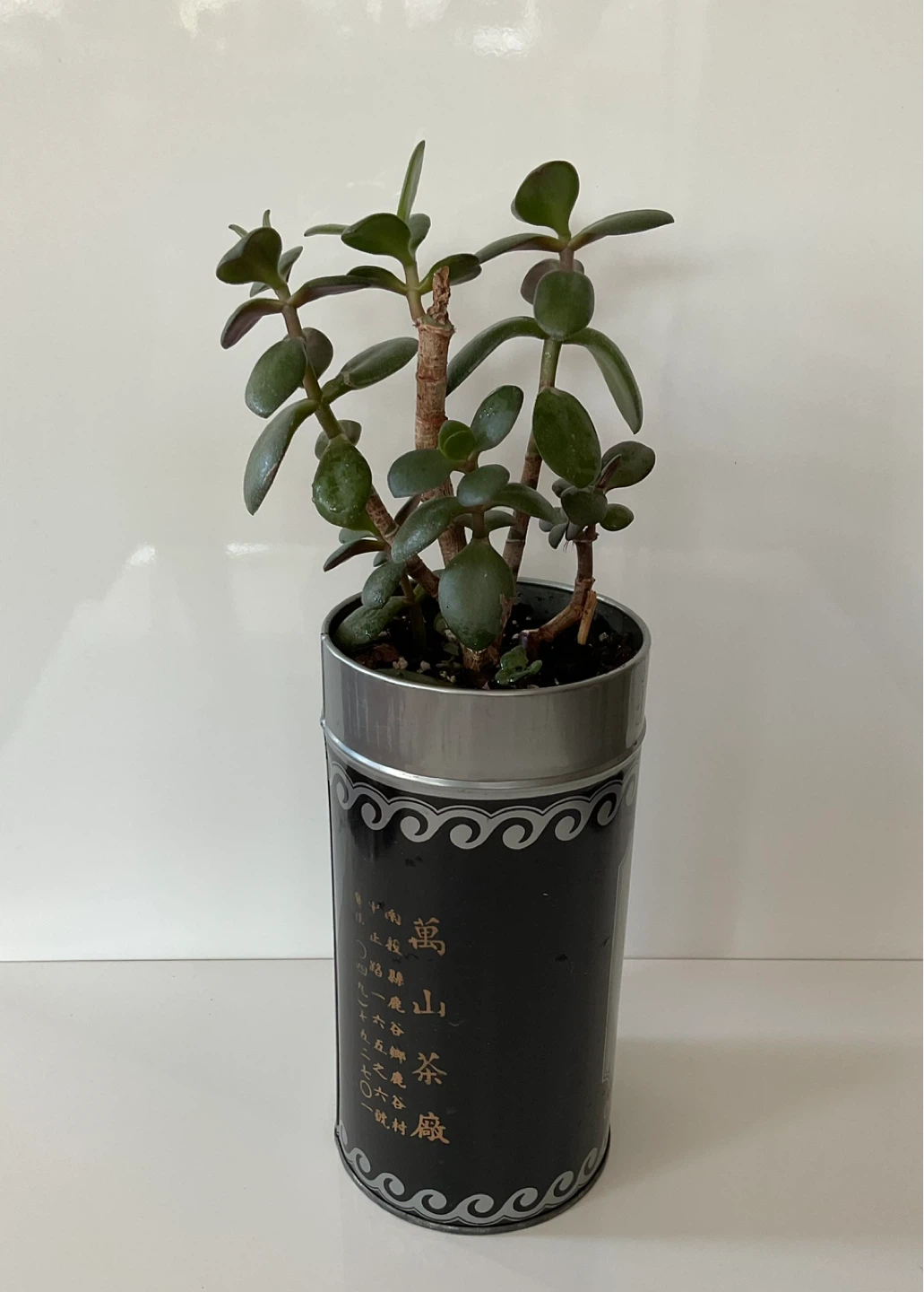 Jade Plant in Decorative Tin