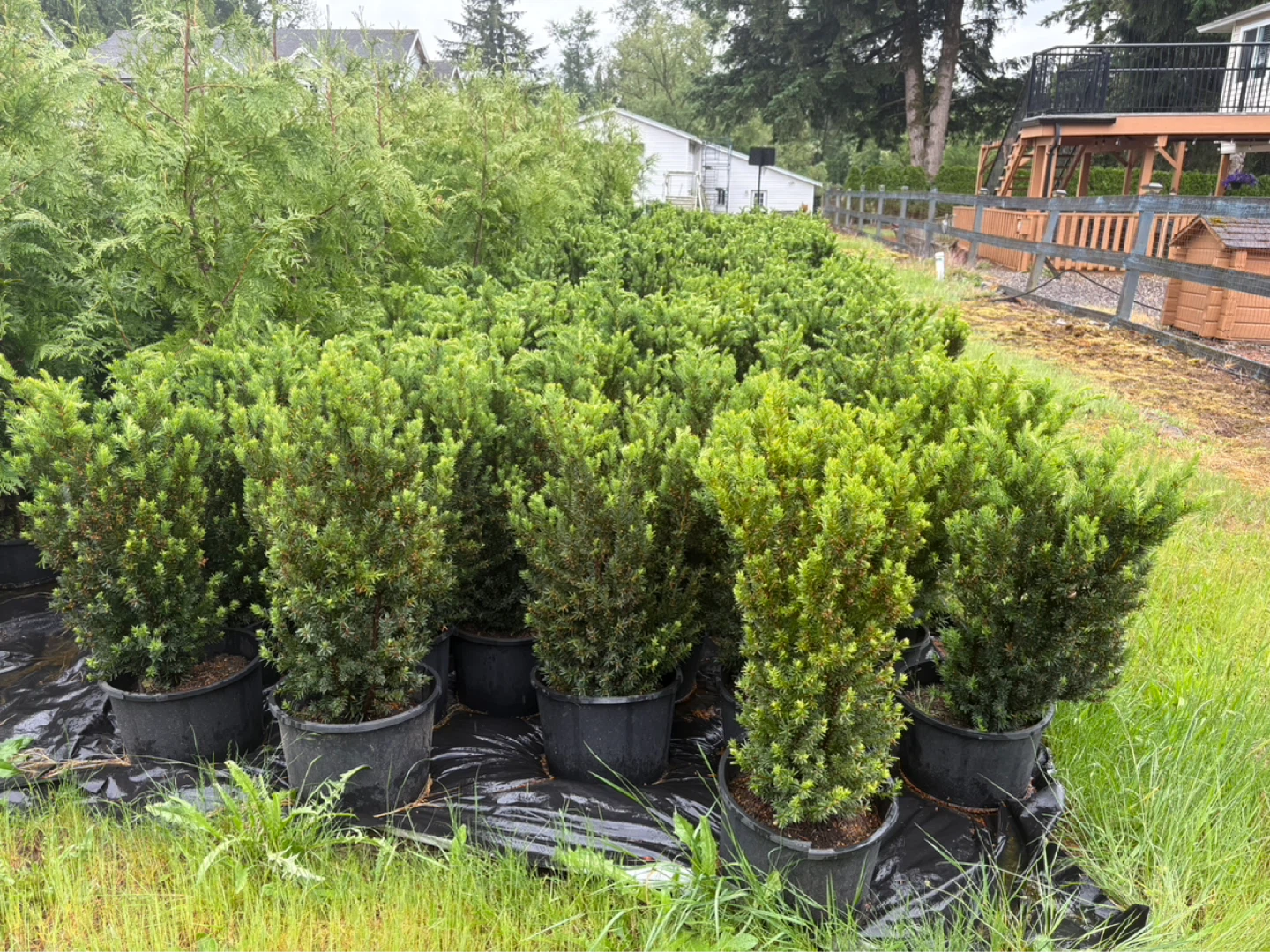 Potted Taxus Hilli yew Shrubs just over 2ft - photo 2