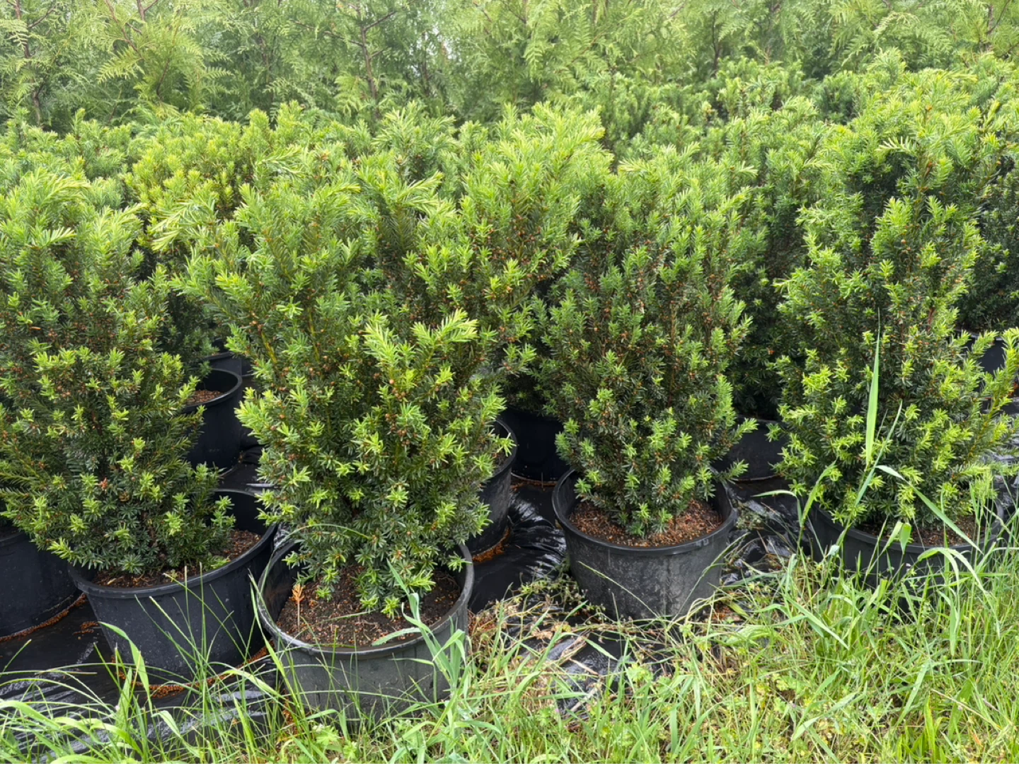 Potted Taxus Hilli yew Shrubs just over 2ft