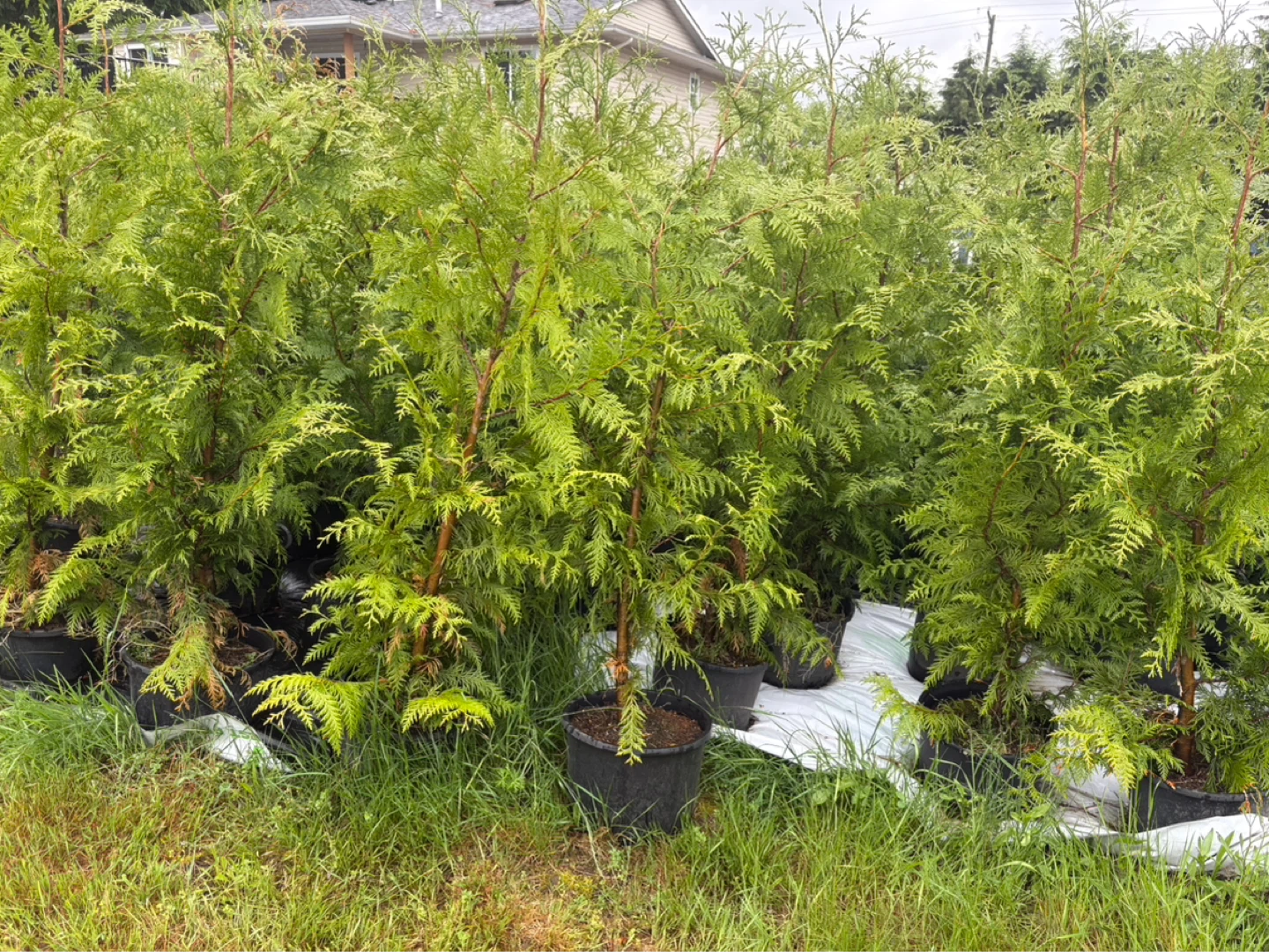 5ft western red cedarTrees for Landscaping - photo 2