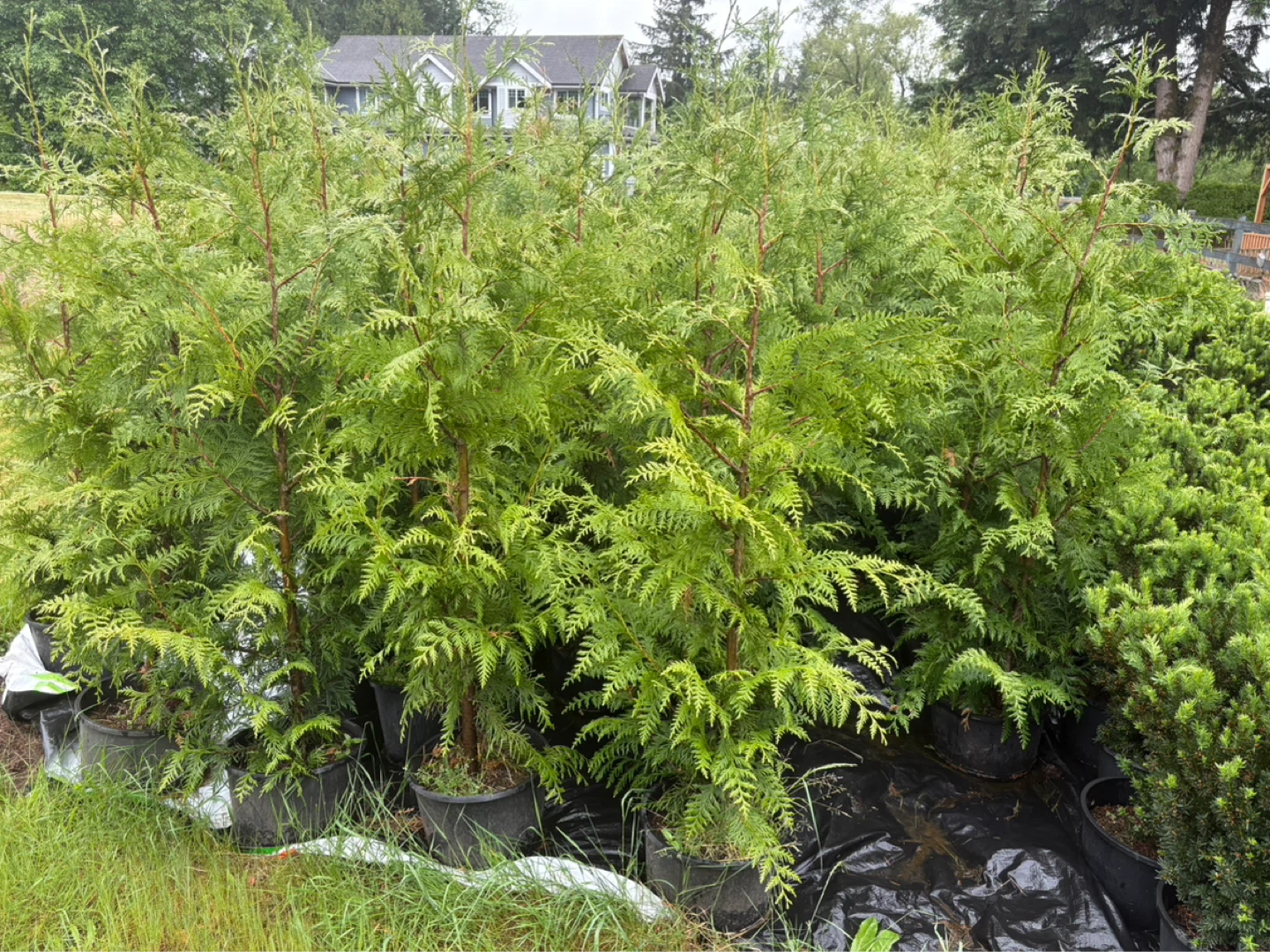 5ft western red cedarTrees for Landscaping