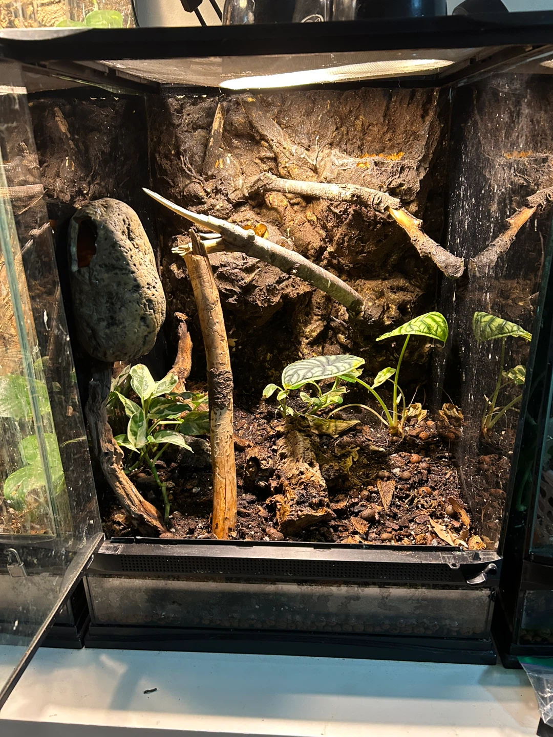 Live vivarium