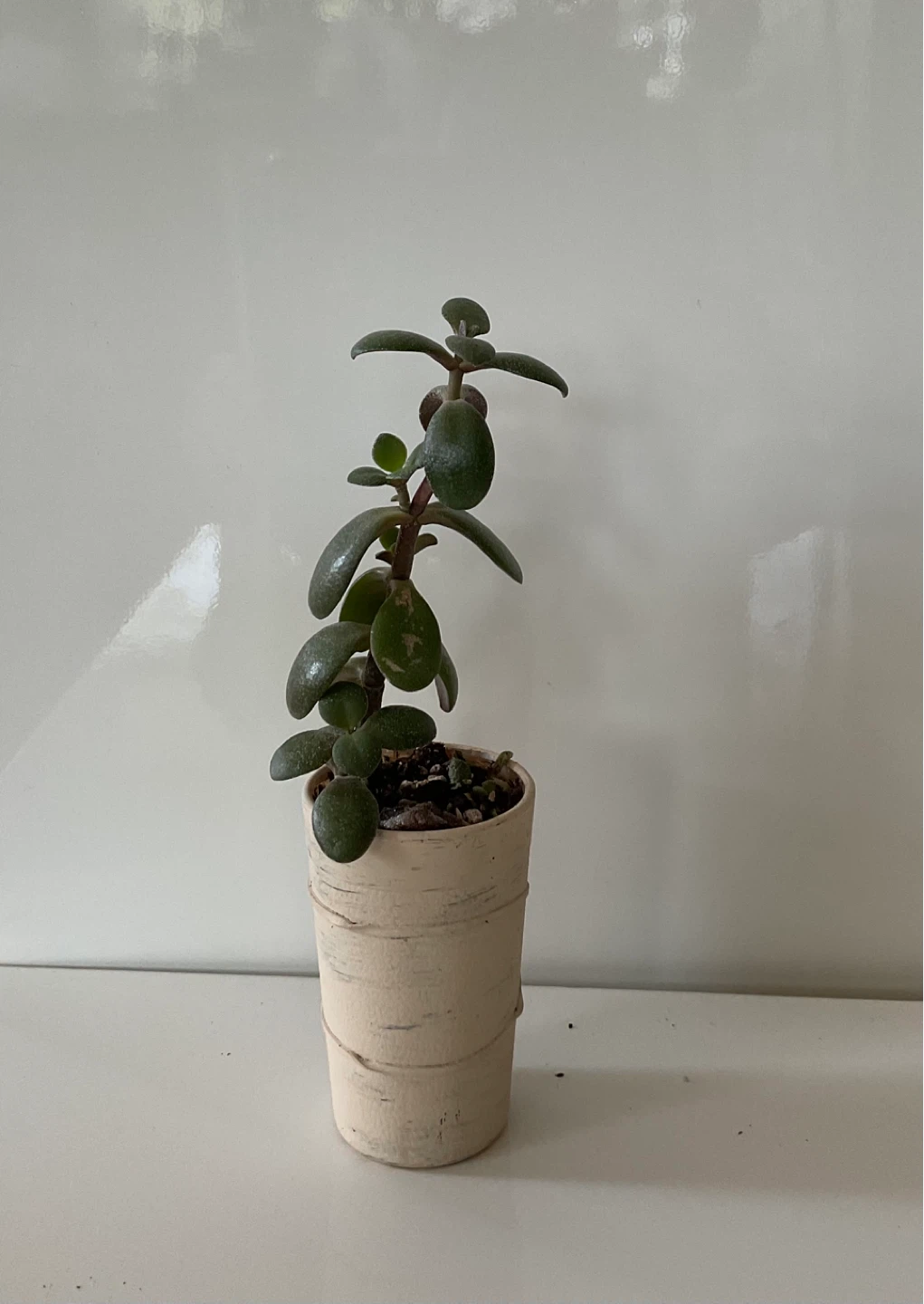 Jade Plant Succulent in Pot - photo 5