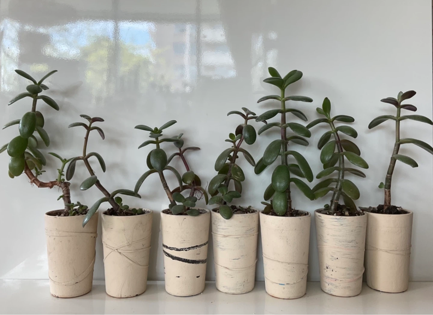 Jade Plant Succulent in Pot
