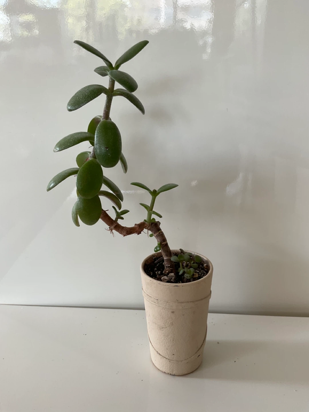 Jade Plant Succulent in Pot - photo 2