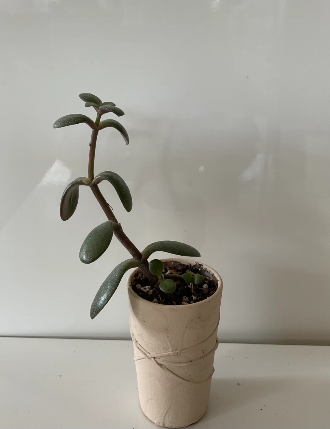 Jade Plant Succulent in Pot - photo 3