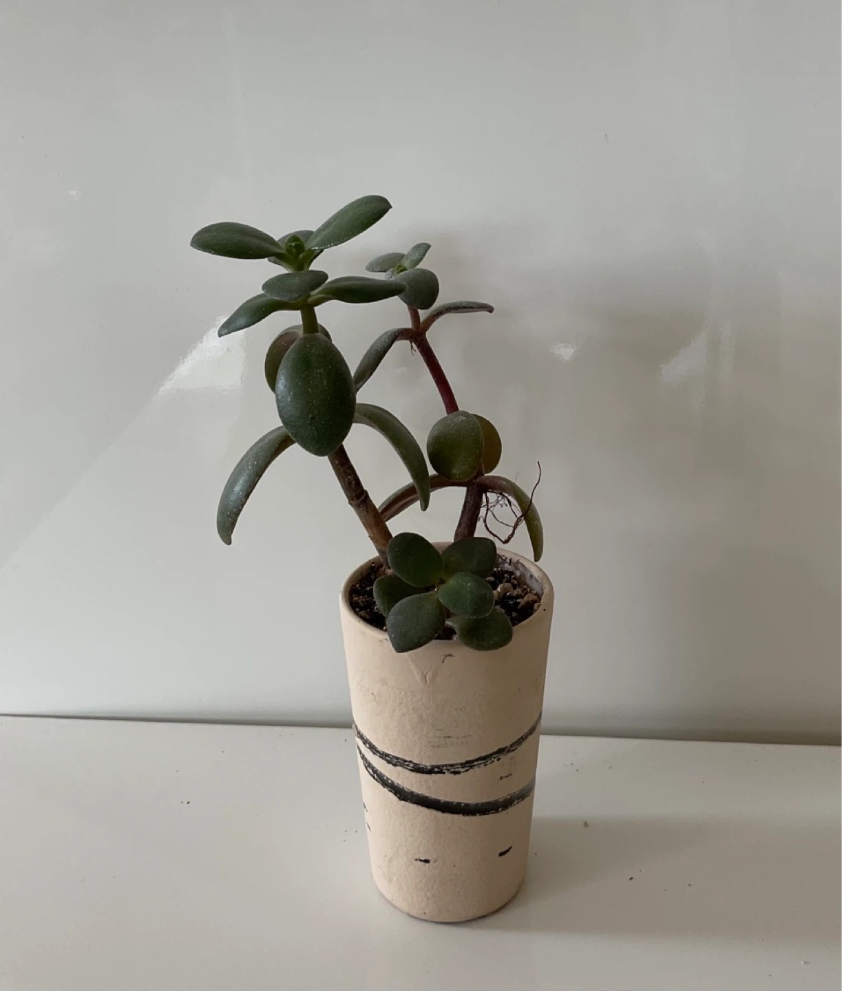 Jade Plant Succulent in Pot - photo 4