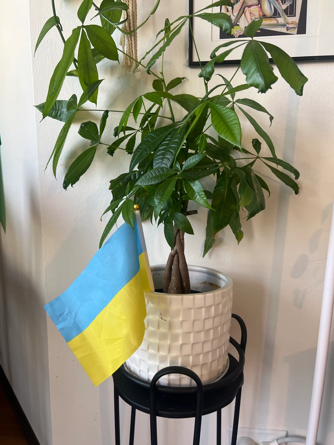Money Tree Plant in White Geometric Pot
