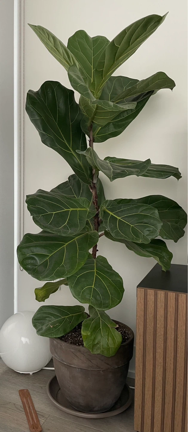 Fiddle Leaf Fig Plant
