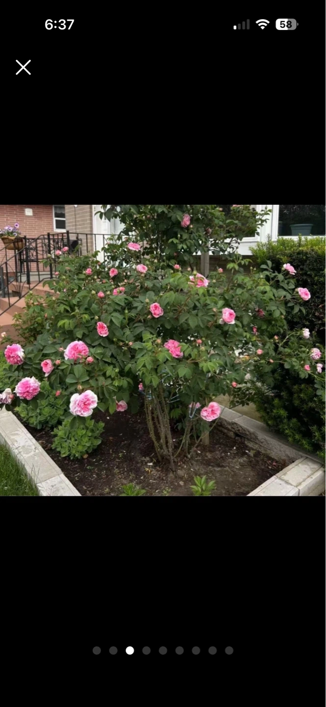 Pink Rose seeding $10/ each