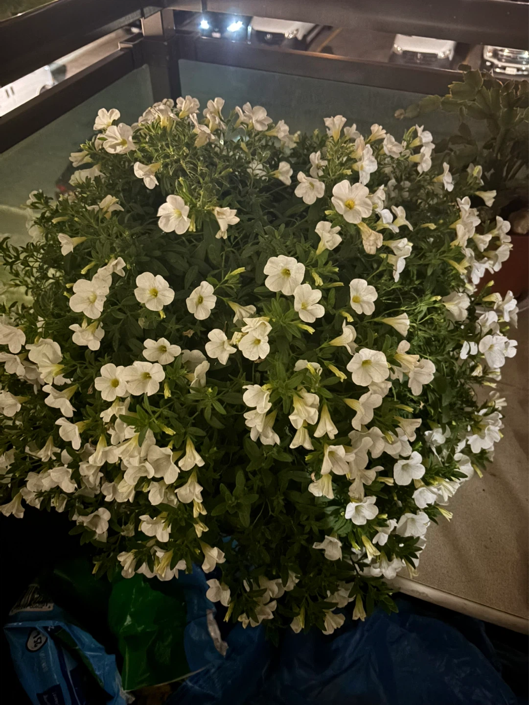 White Petunia Plant