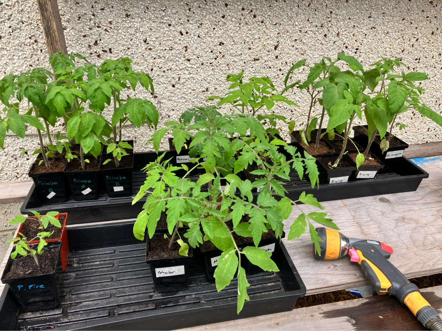 Organic homegrown tomato plants