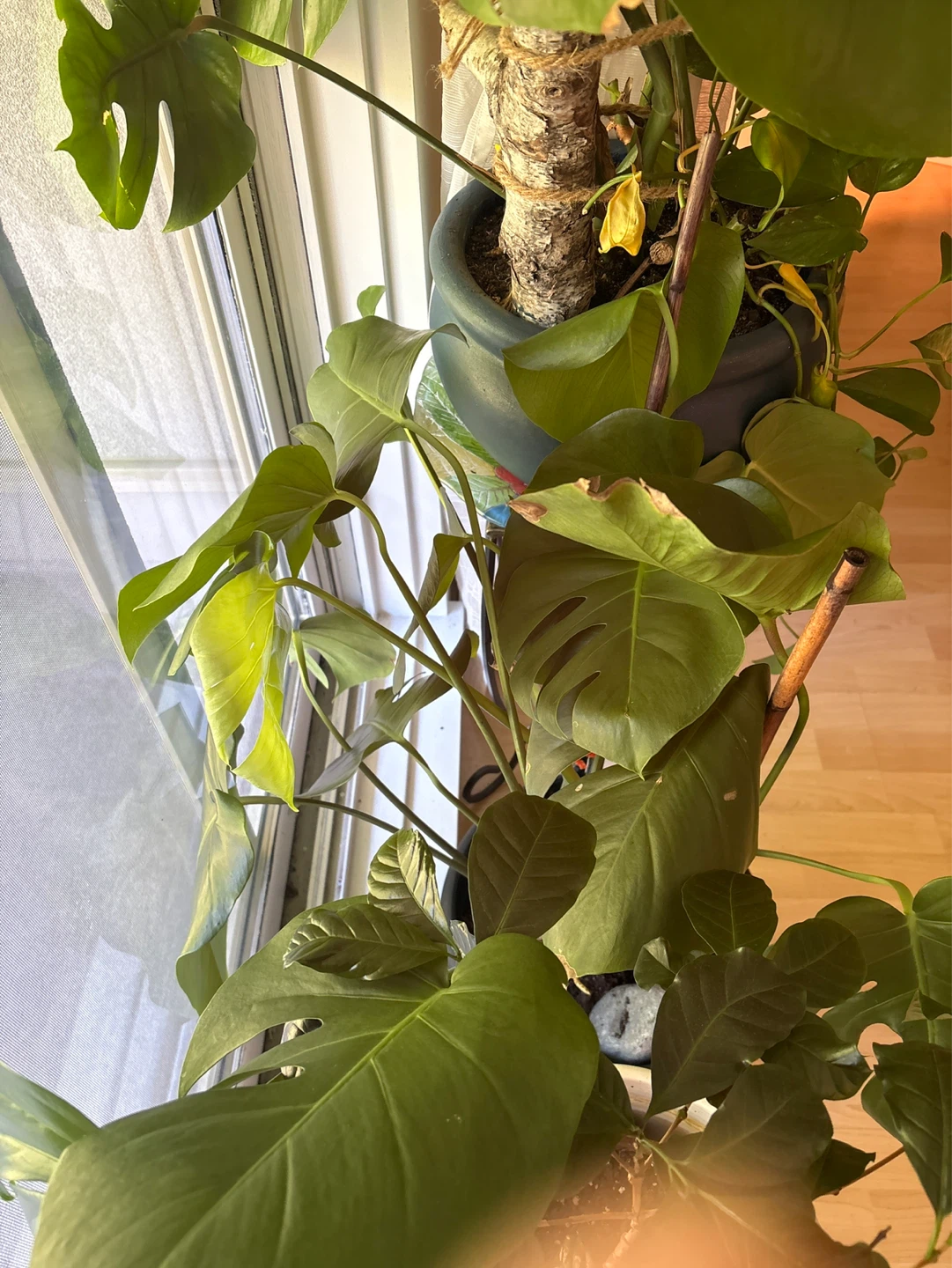 Monstera Plant in Black Pot
