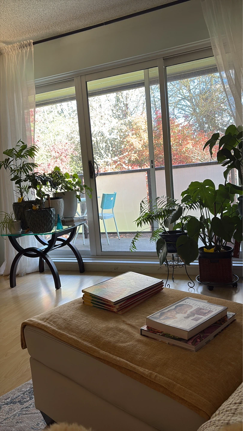 Monstera Plant in Black Pot - photo 4