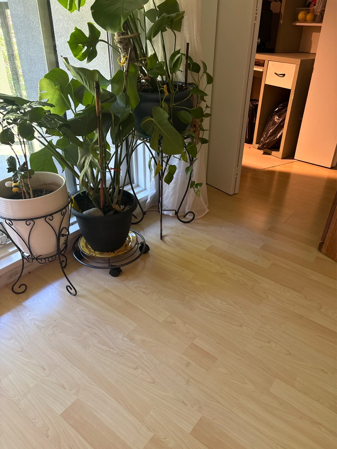 Monstera Plant in Black Pot - photo 2