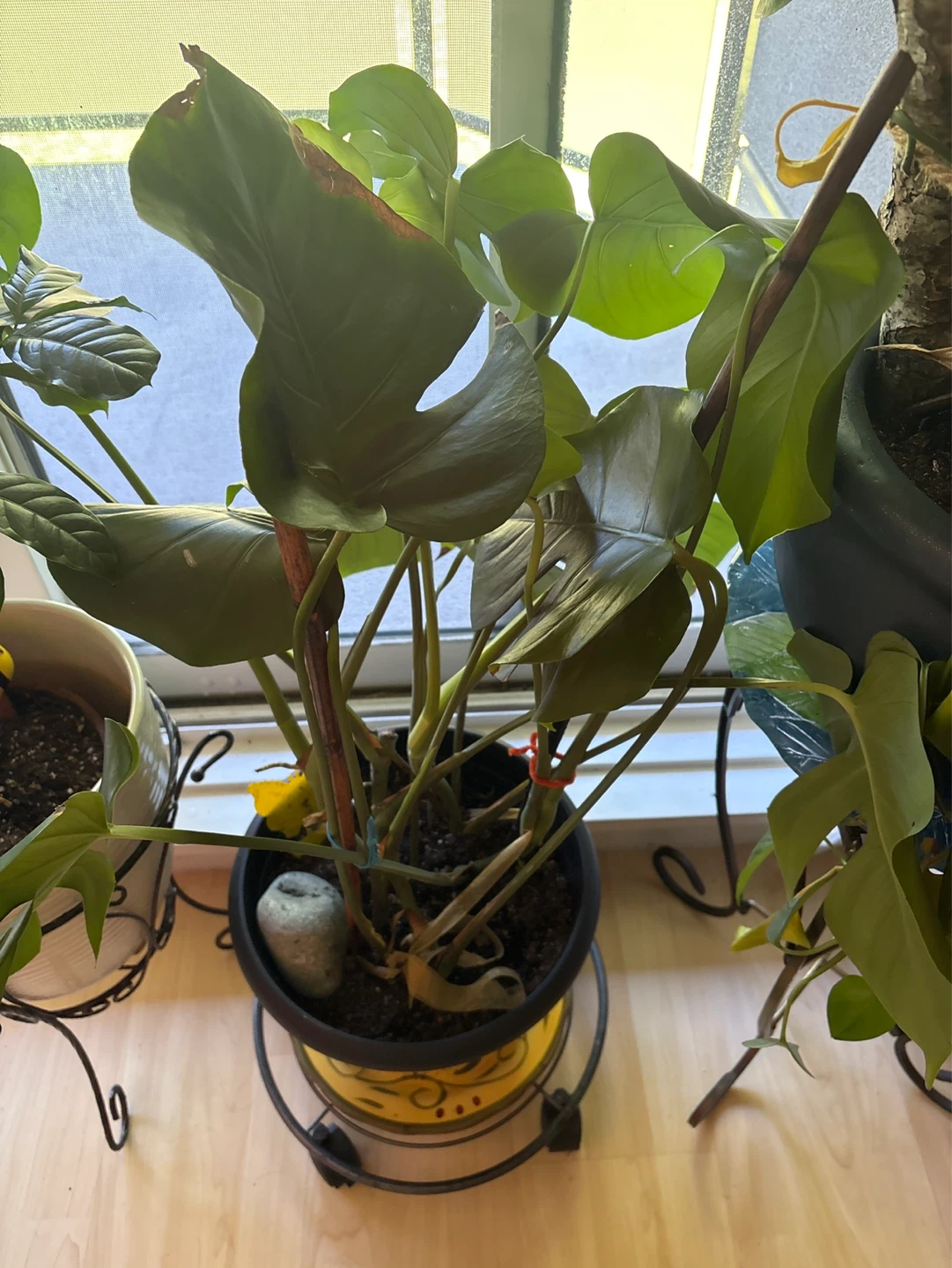 Monstera Plant in Black Pot - photo 3