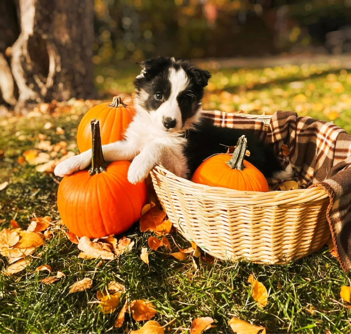 Handmade Wood Slice Art - Autumn Scene with Puppy and Pumpkins - photo 2