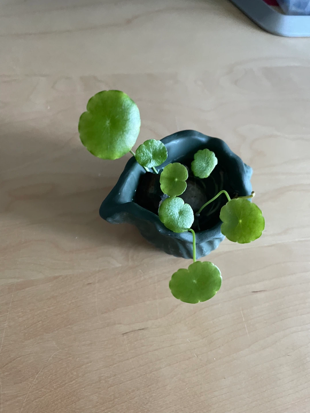 Chinese money plant - photo 2