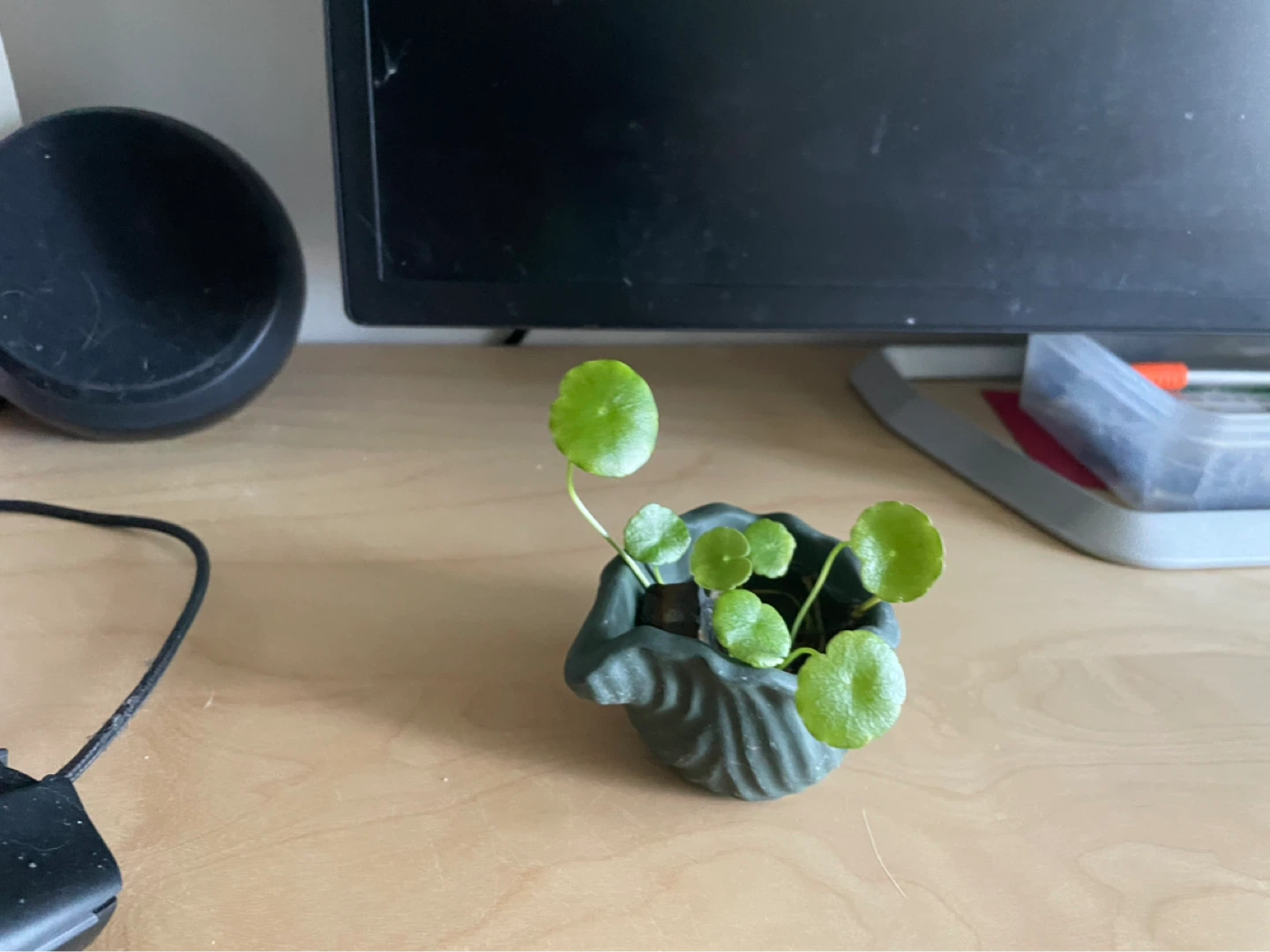 Chinese money plant