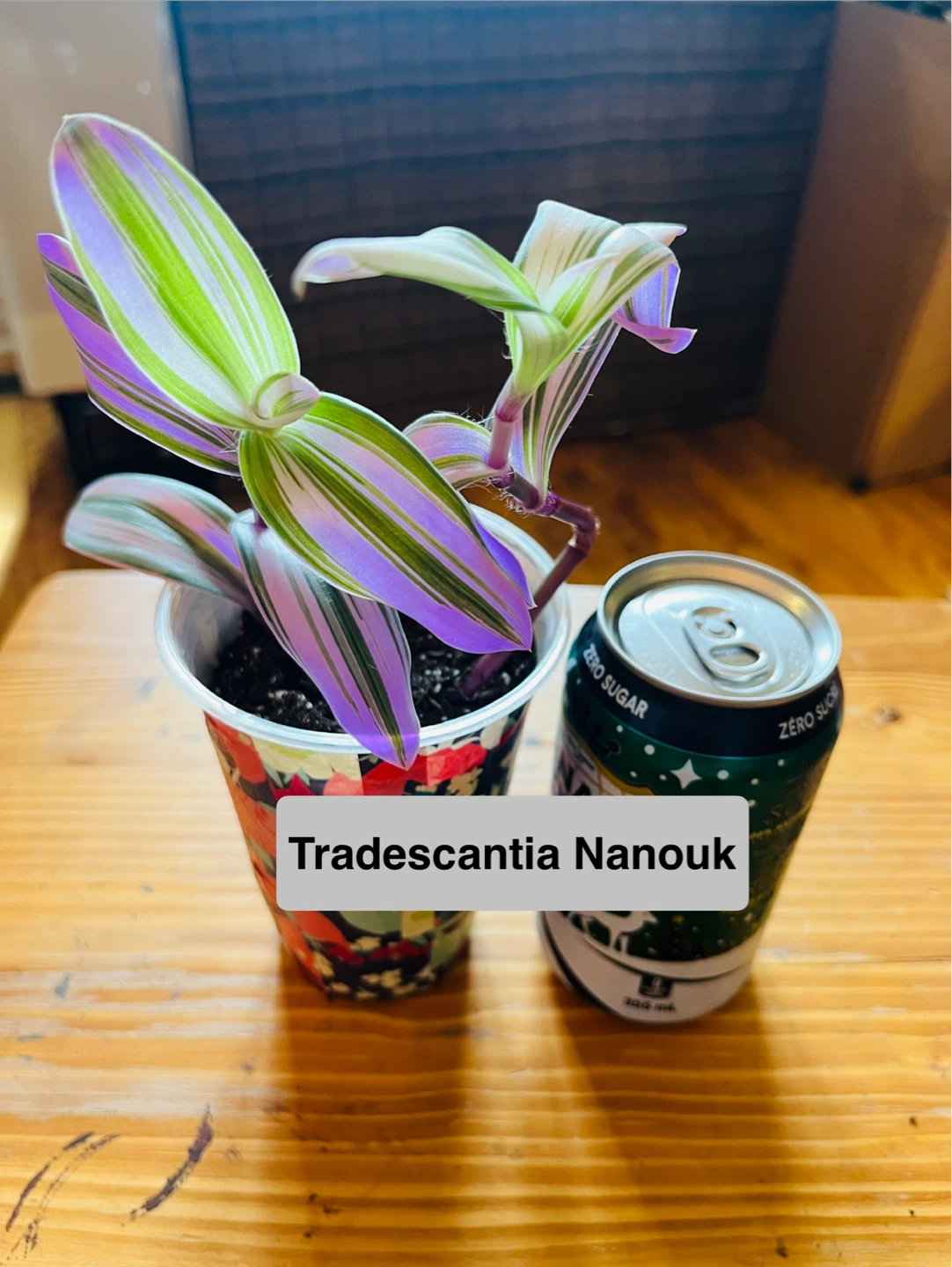 PLANT SALE: Raindrop, Croton, Tradescantia, Spider - photo 3