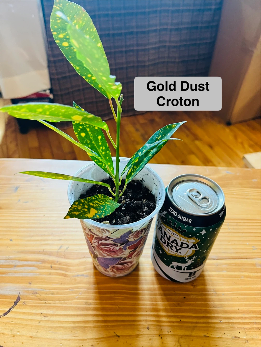 PLANT SALE: Raindrop, Croton, Tradescantia, Spider - photo 4