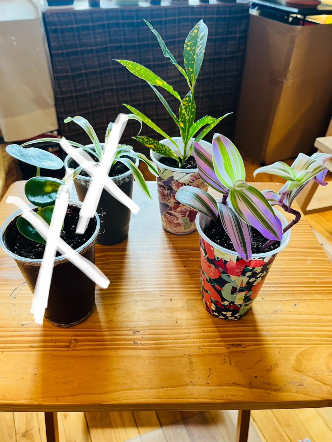 PLANT SALE: Raindrop, Croton, Tradescantia, Spider