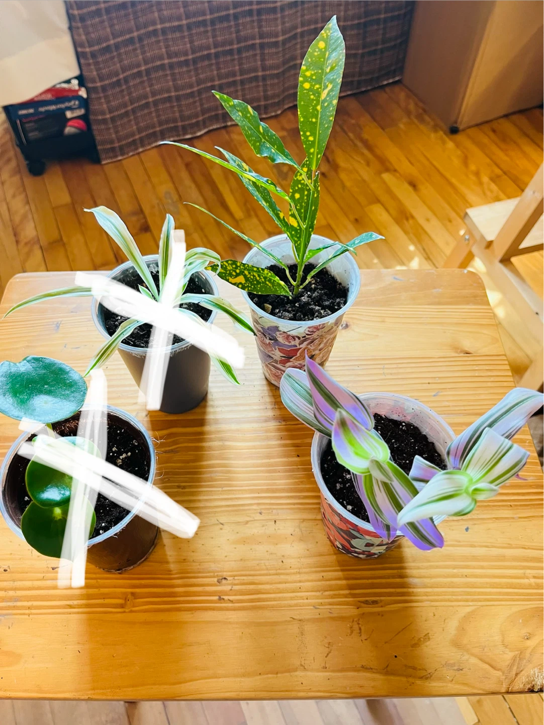PLANT SALE: Raindrop, Croton, Tradescantia, Spider - photo 2