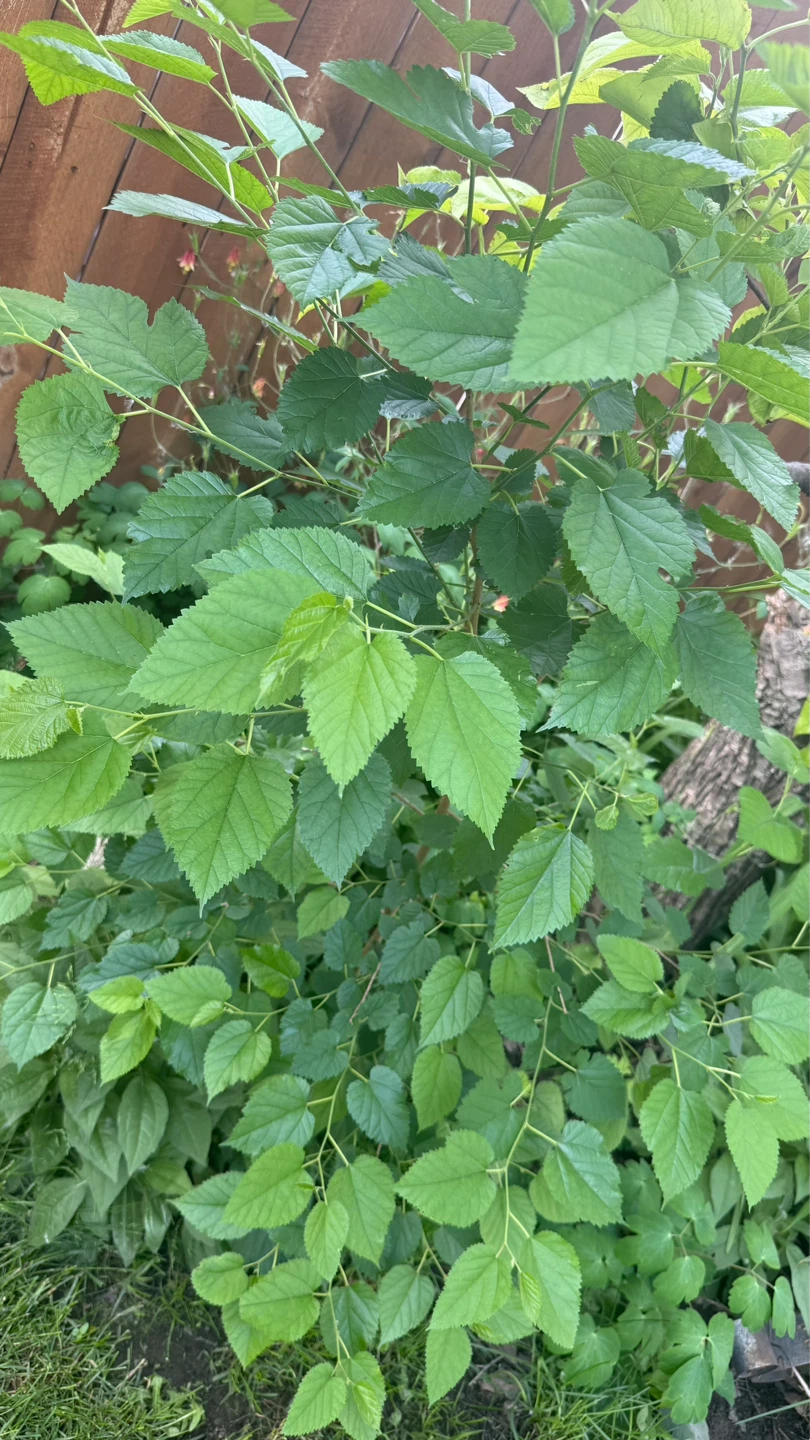 Healthy Mulberry Tree