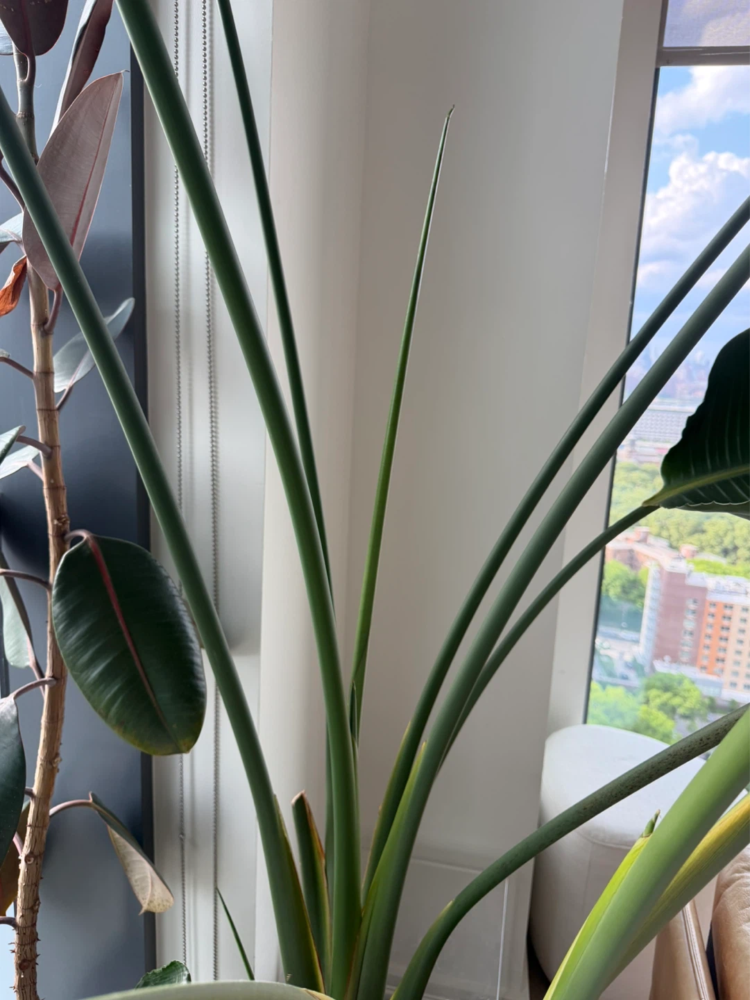 Extra Large - Bird of Paradise Plant 9ft tall! - photo 3