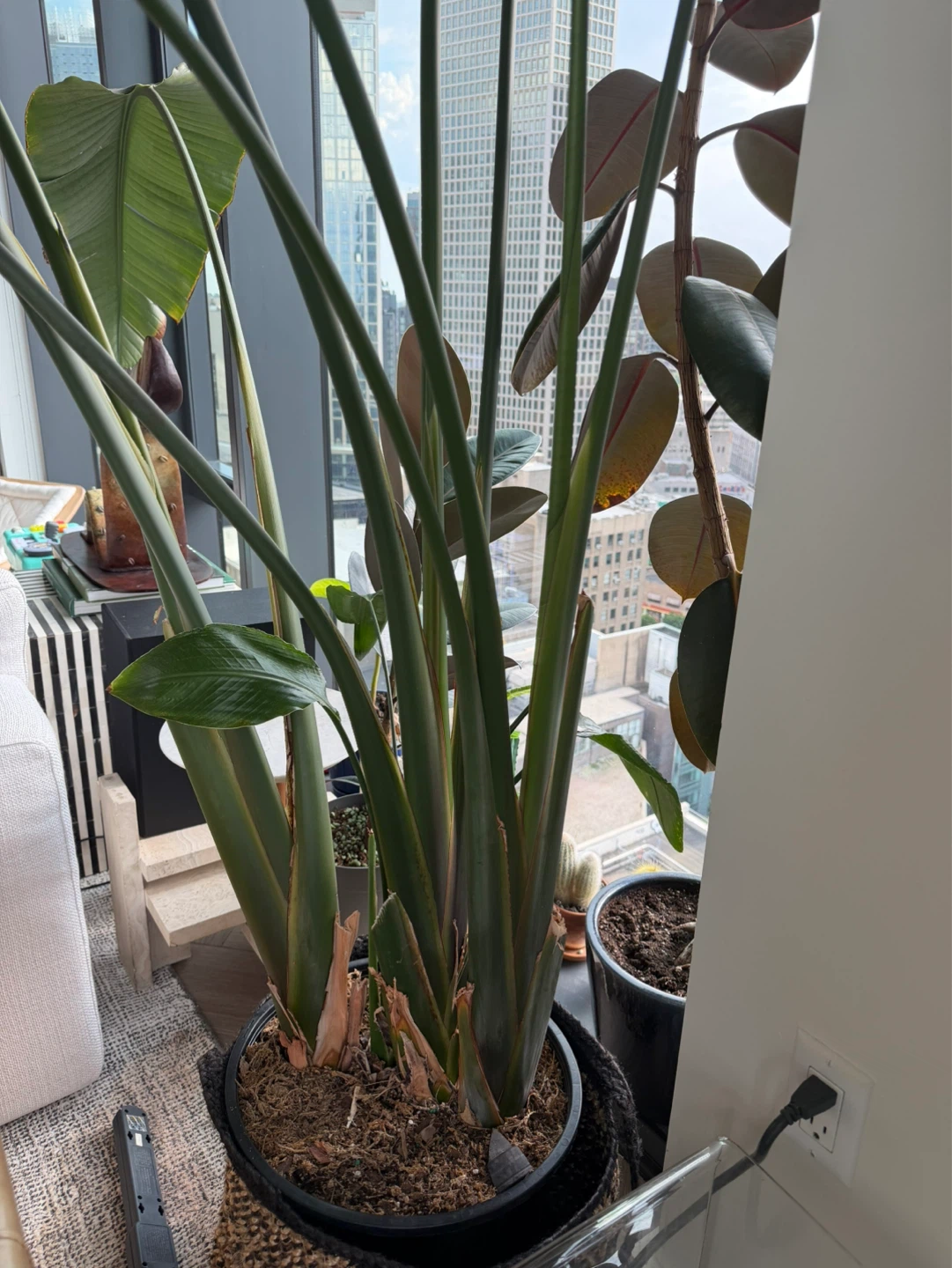 Extra Large - Bird of Paradise Plant 9ft tall!