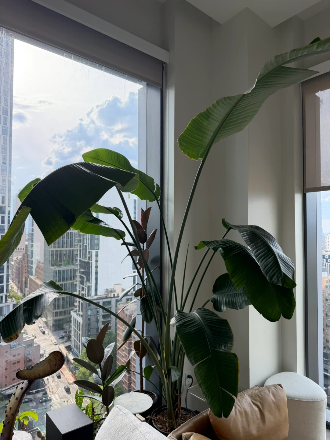 Extra Large - Bird of Paradise Plant 9ft tall! - photo 2