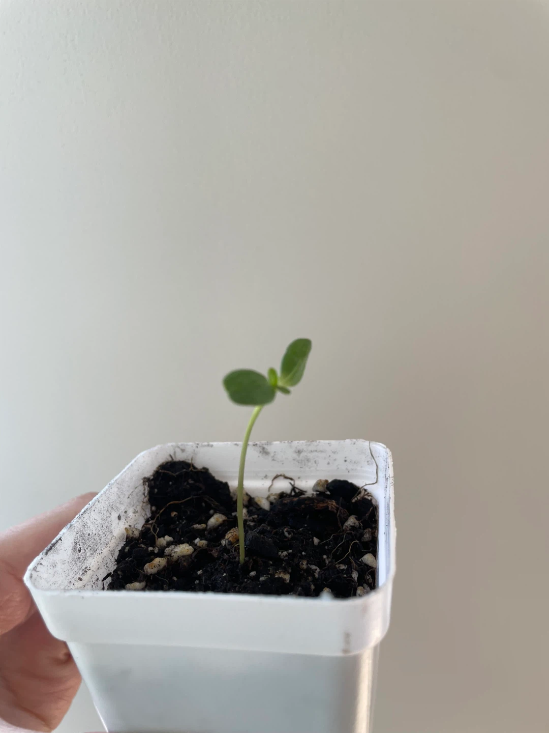 Liliput Zinnea Flower Seedling
