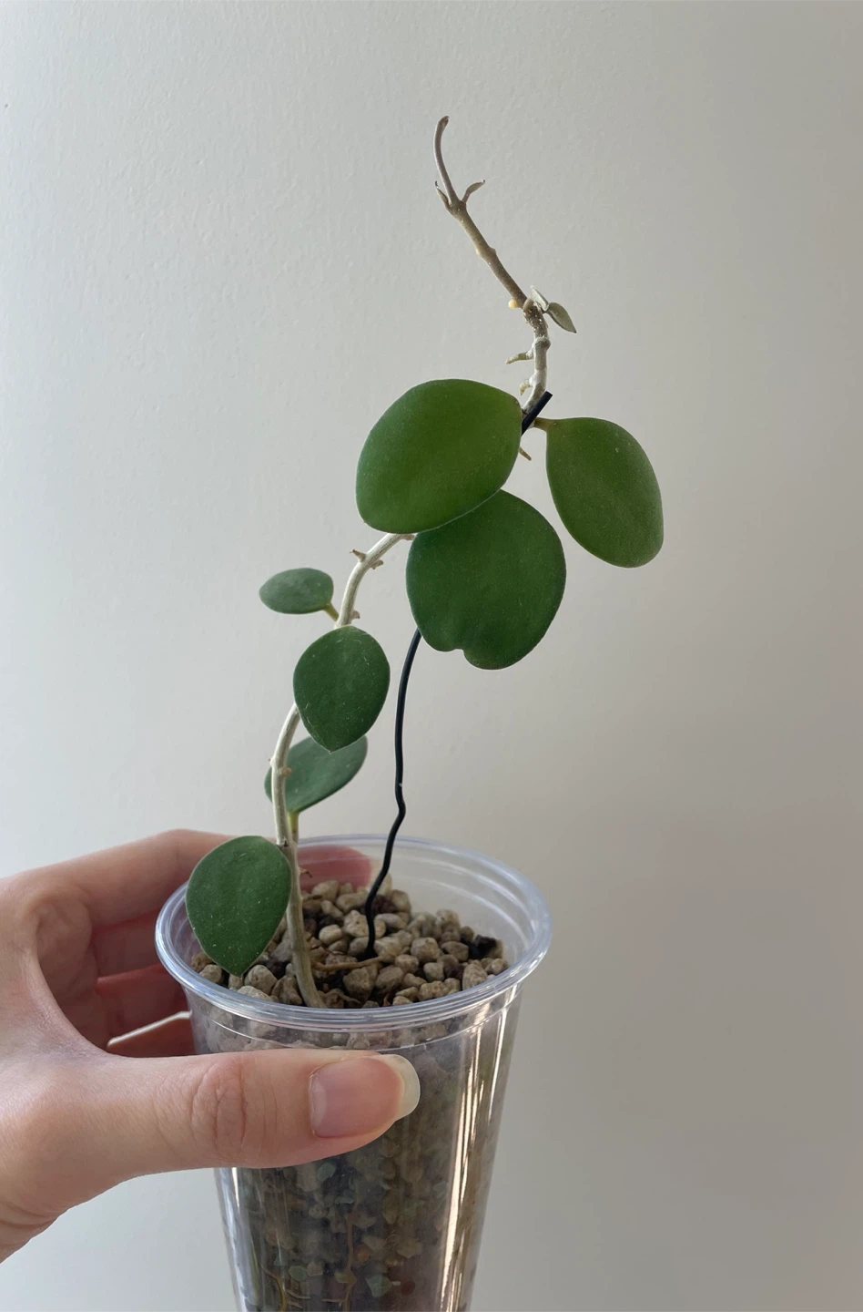 Hoya Nummularioides Plant