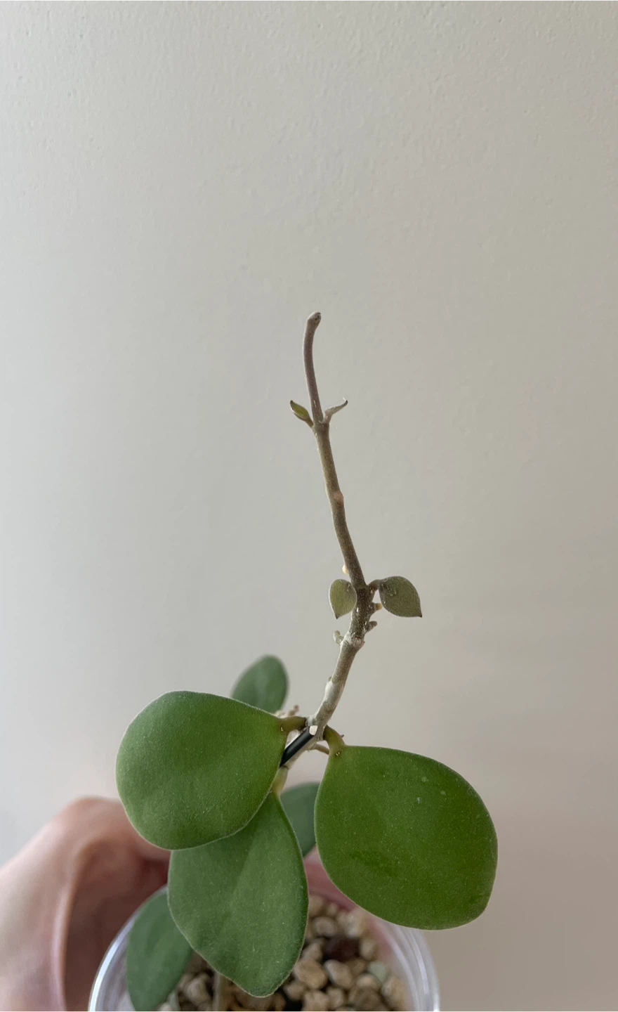 Hoya Nummularioides Plant - photo 2