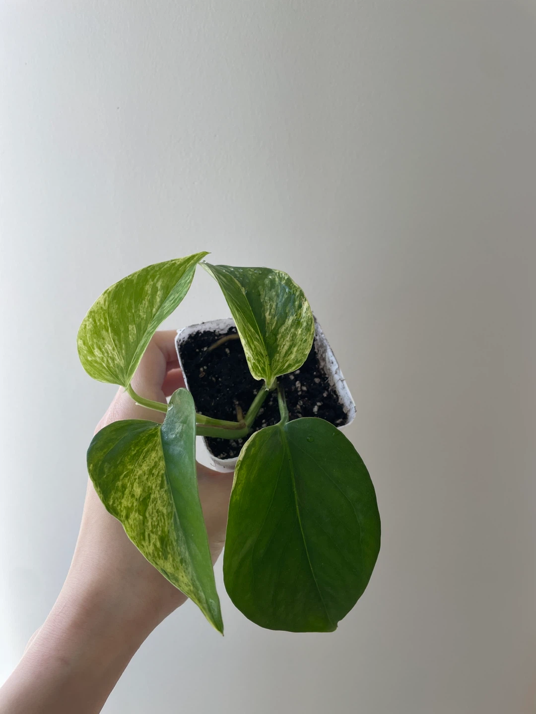 Pothos plant
