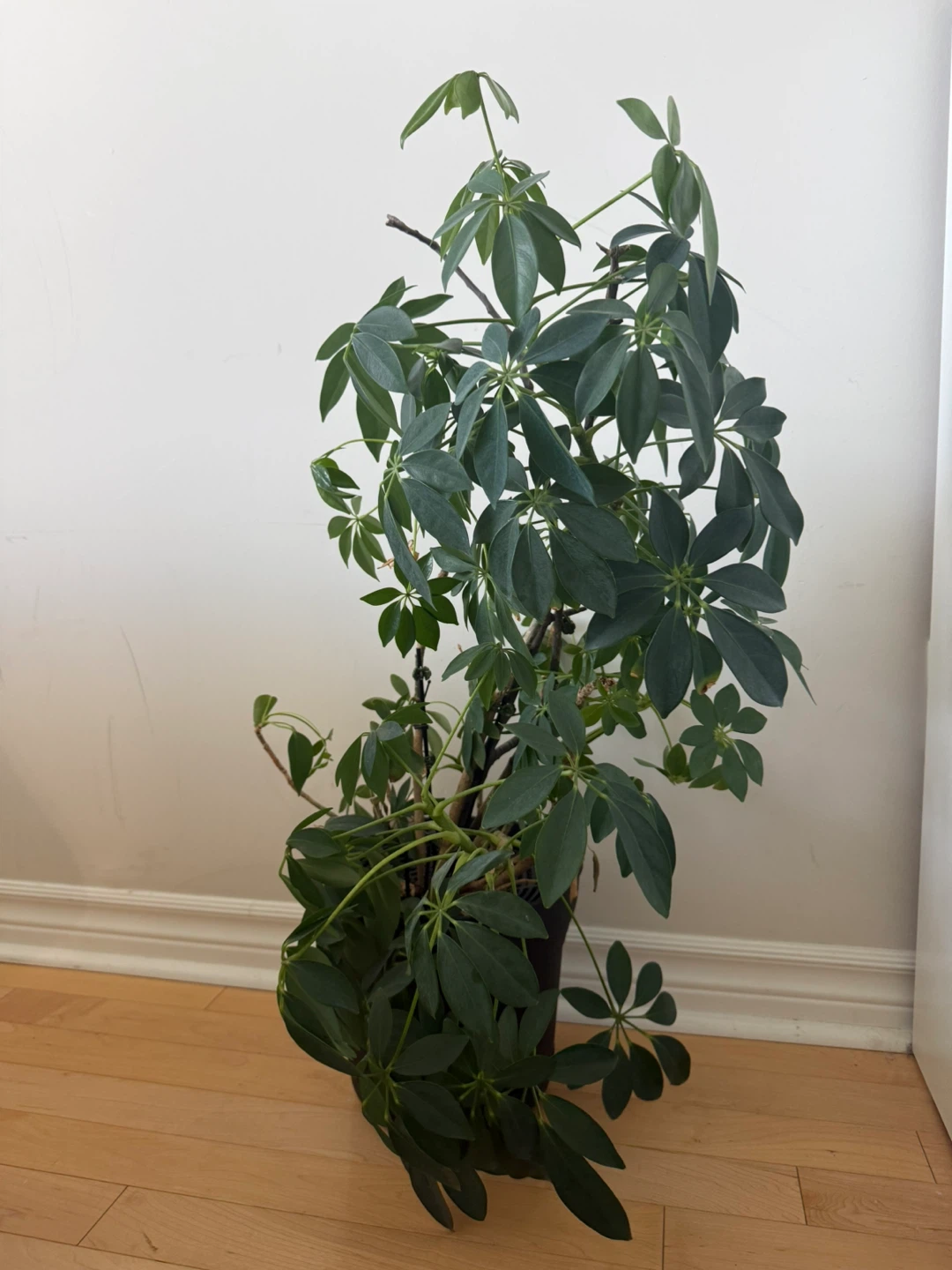 Large Schefflera (Umbrella Plant)