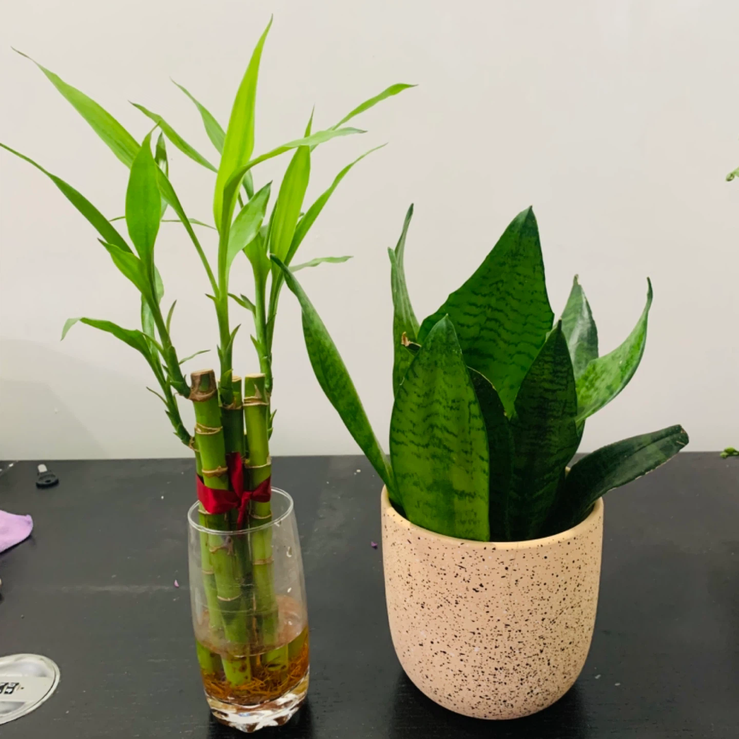 Lucky Bamboo and Snake Plant in Pots