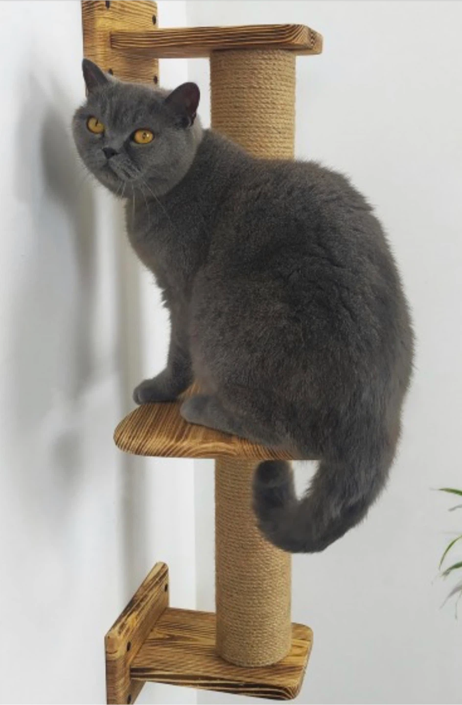Car Wall Furniture: Shelves and Double Scratching Post