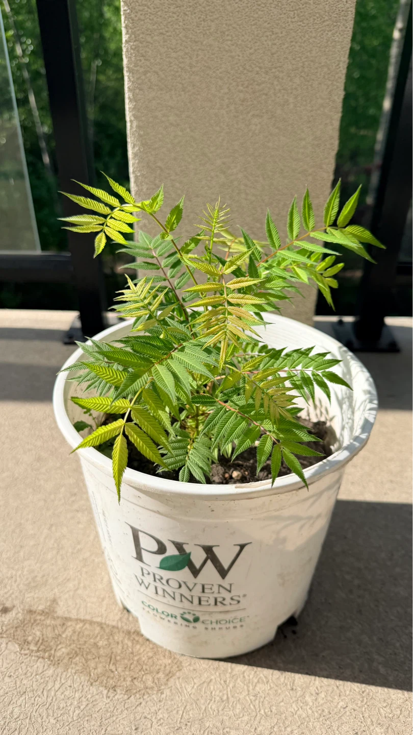 False Spirea shrub