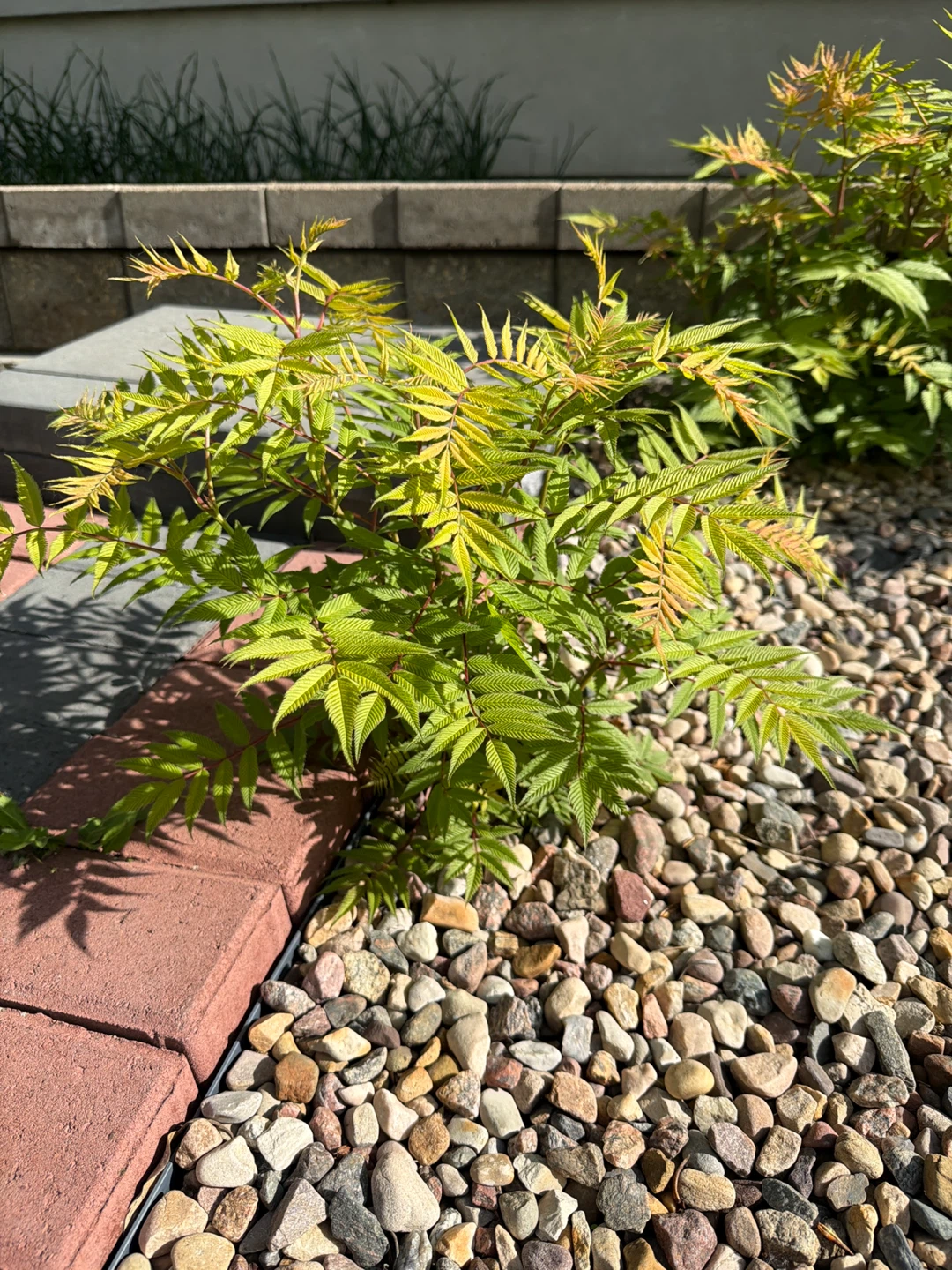 False Spirea shrub - photo 2