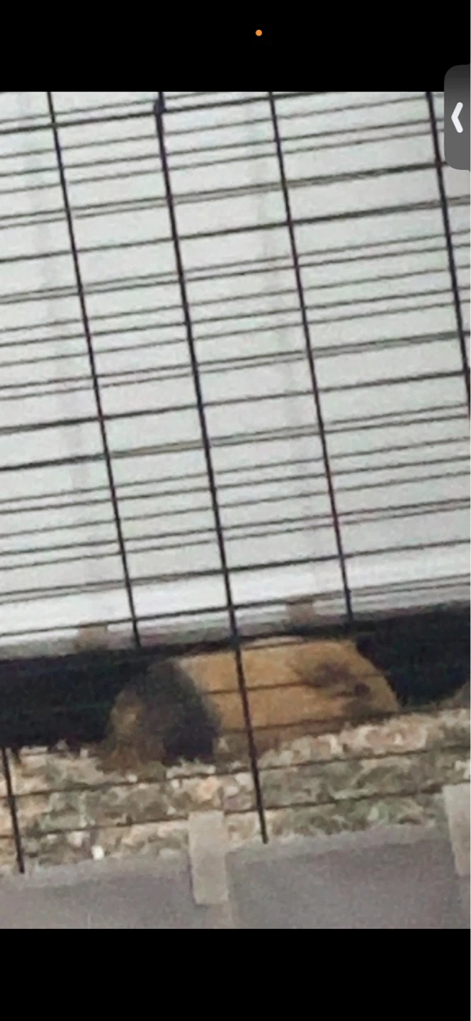 Large Pet Cage with Accessories and a Guinea pig