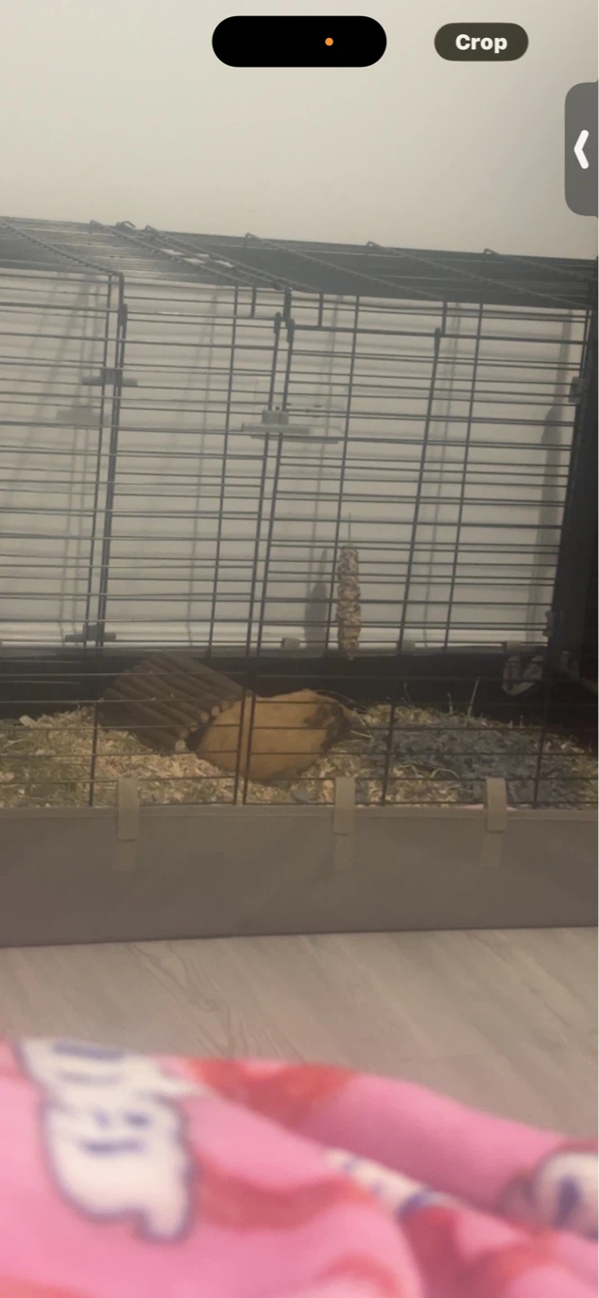 Large Pet Cage with Accessories and a Guinea pig - photo 2
