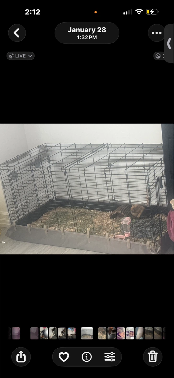 Large Pet Cage with Accessories and a Guinea pig - photo 3